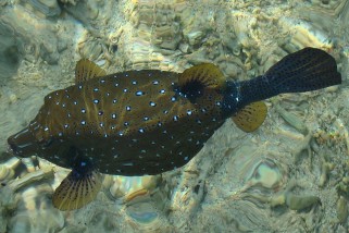 Ostracion cubicus - Gelbbrauner Kofferfisch (Würfelkofferfisch, Gelber Kofferfisch, gewöhnlicher Kofferfisch)